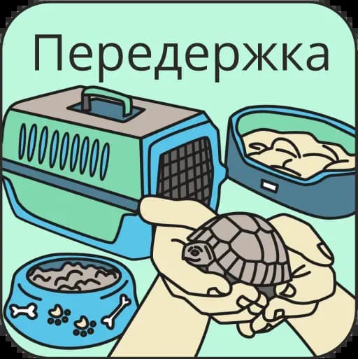 Услуги для животных